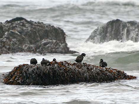 Surf Scoter (Melanitta perspicillata)