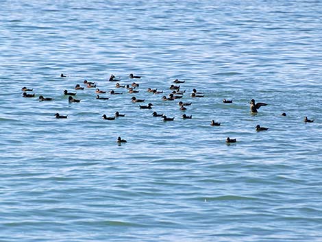 Surf Scoter (Melanitta perspicillata)