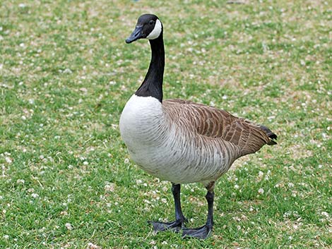 Canada Goose (Branta canadensis)