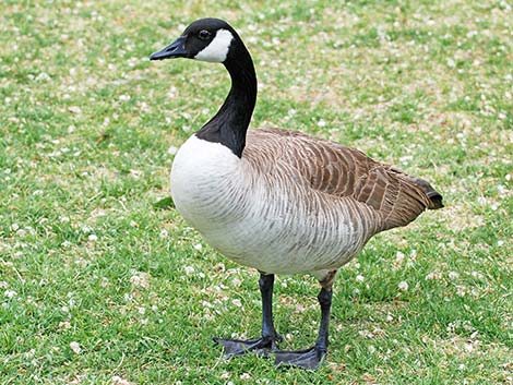 Canada Goose (Branta canadensis)