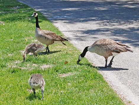 Canada Goose (Branta canadensis)