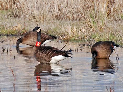 Canada Goose (Branta canadensis)