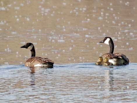 Canada Goose (Branta canadensis)