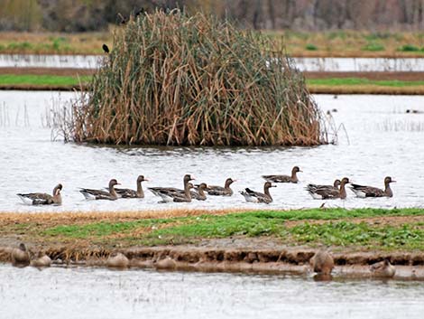 Greater White-fronted Goose (Anser albifrons)