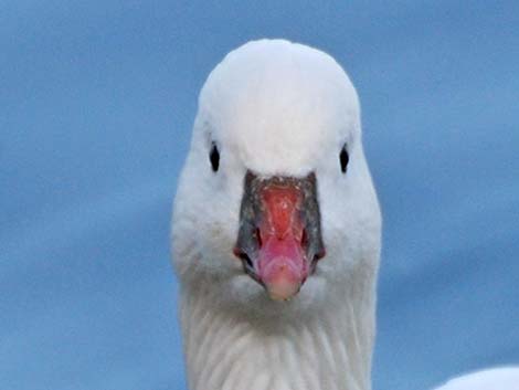 Ross' Goose (Chen rossii)