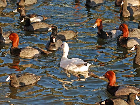 Ross' Goose (Chen rossii)