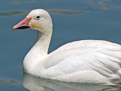 Snow Goose (Chen caerulescens)