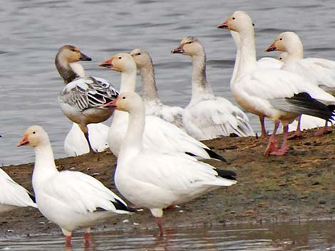 Snow Goose (Chen caerulescens)