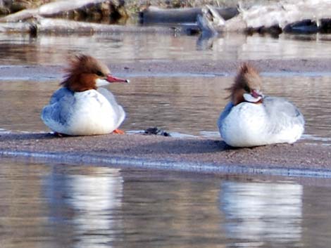 Common Merganser (Mergus merganser)