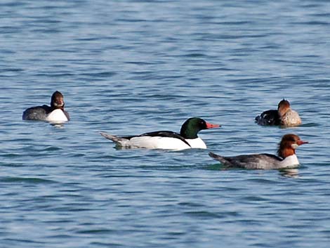 Common Merganser (Mergus merganser)