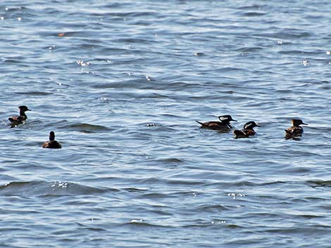 Hooded Merganser (Lophodytes cucullatus)