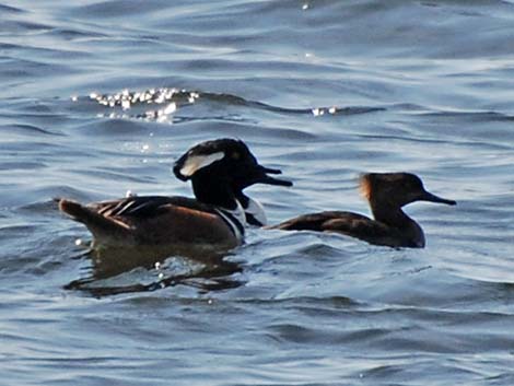 Hooded Merganser (Lophodytes cucullatus)