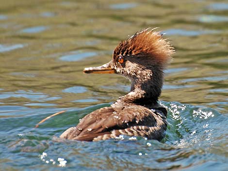 Hooded Merganser (Lophodytes cucullatus)