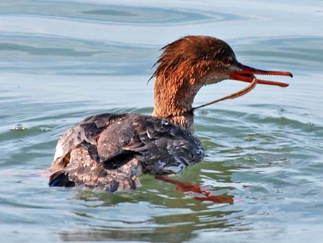 Red-breasted Merganser (Mergus serrator)