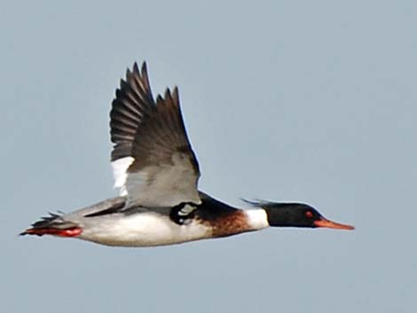 Red-breasted Merganser (Mergus serrator)