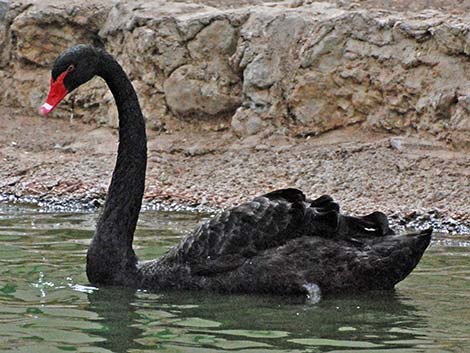 Black Swan (Cygnus atratus)