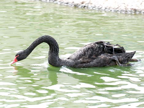 Black Swan (Cygnus atratus)