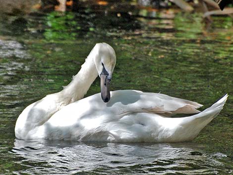 Mute Swan (Cygnus olor)