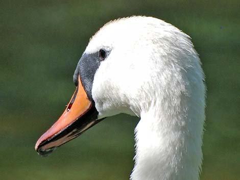 Mute Swan (Cygnus olor)