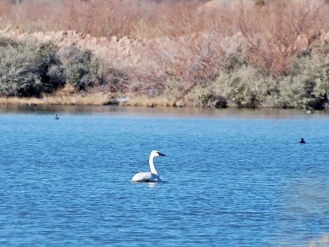 Trumpeter Swan (Cygnus buccinator)