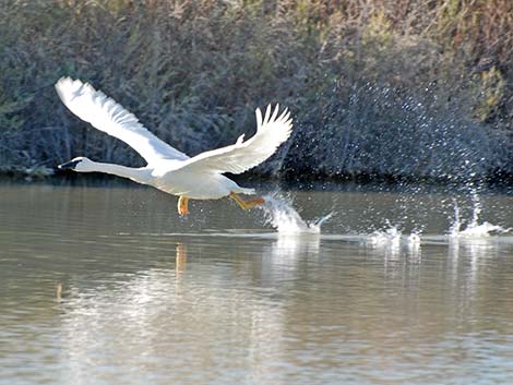 Trumpeter Swan (Cygnus buccinator)