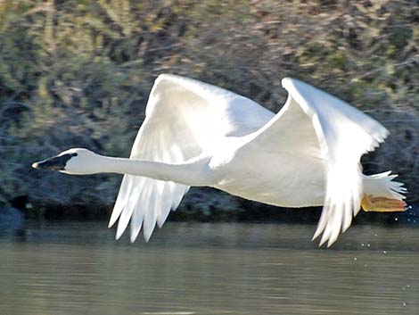 Trumpeter Swan (Cygnus buccinator)