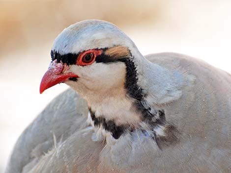 Chukar (Alectoris chukar)