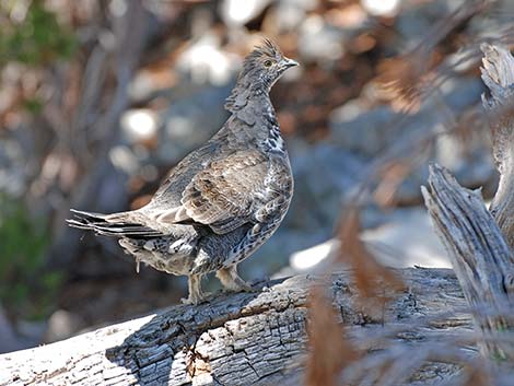 Dusky Grouse (Dendragapus obscurus)