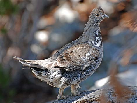 Dusky Grouse (Dendragapus obscurus)