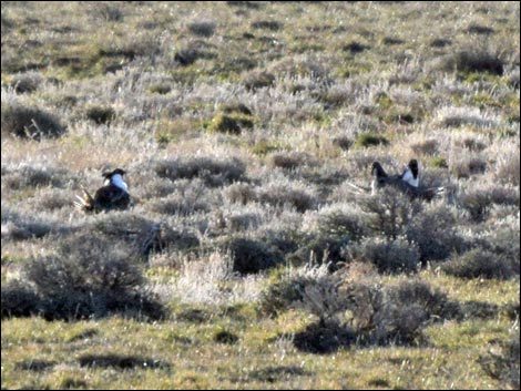 Gunnison Sage-Grouse (Centrocercus minimus)