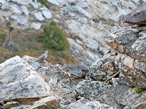 Himalayan Snowcock (Tetraogallus himalayensis)