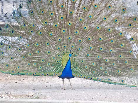 Indian Peafowl (Pavo cristatus)