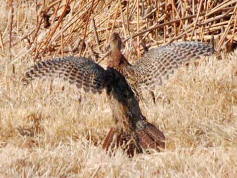 Ring-necked Pheasant (Phasianus colchicus)