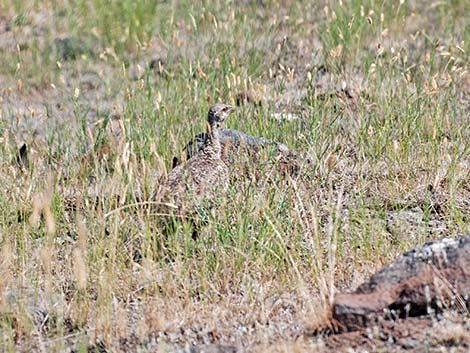 Greater Sage-Grouse (Centrocercus urophasianus)