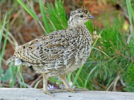 Sooty Grouse (Dendragapus fuliginosus)