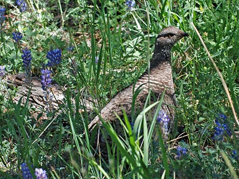 Sooty Grouse (Dendragapus fuliginosus)