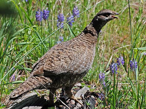 Sooty Grouse (Dendragapus fuliginosus)