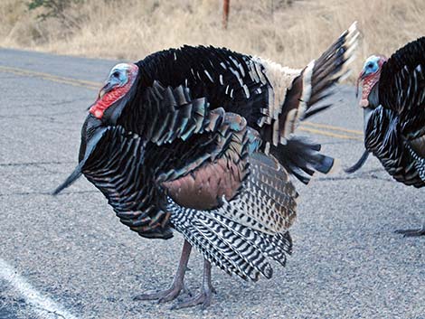 Wild Turkey (Meleagris gallopavo)