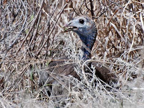 Wild Turkey (Meleagris gallopavo)