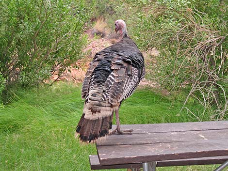 Wild Turkey (Meleagris gallopavo)