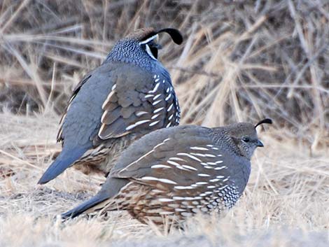 California Quail (Callipepla californica)