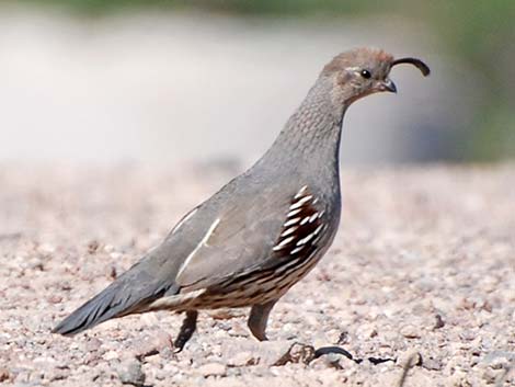 Gambel's Quail (Callipepla gambelii)