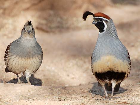 Gambel's Quail