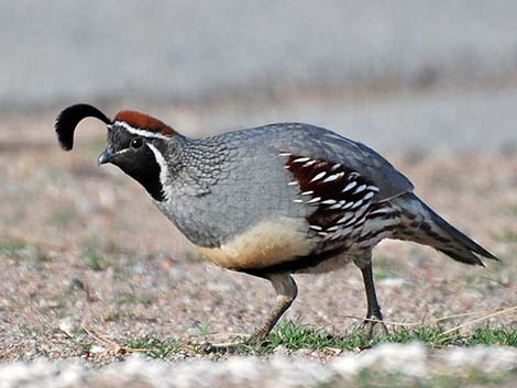 Gambel's Quail (Callipepla gambelii)