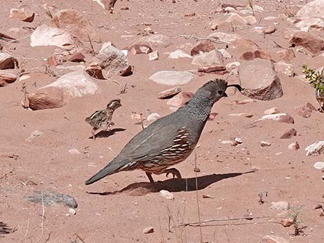 Gambel's Quail (Callipepla gambelii)