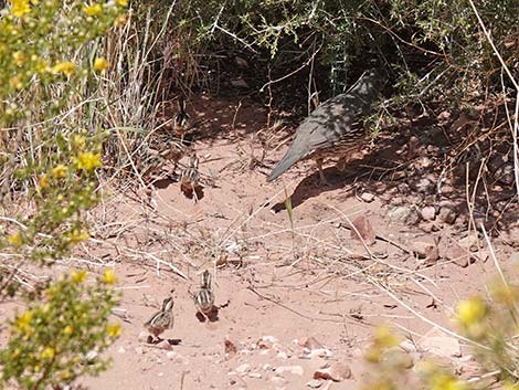 Gambel's Quail (Callipepla gambelii)