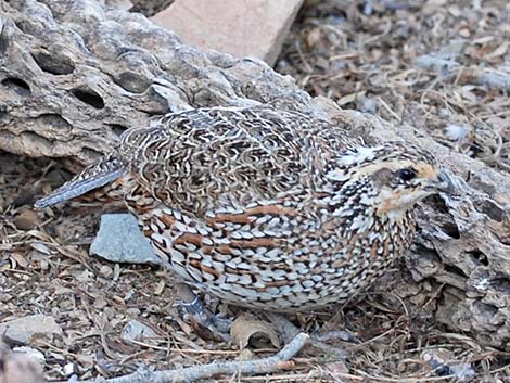 Masked Bobwhite (Colinus virginianus ridgwayi)