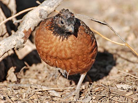 Masked Bobwhite (Colinus virginianus ridgwayi)