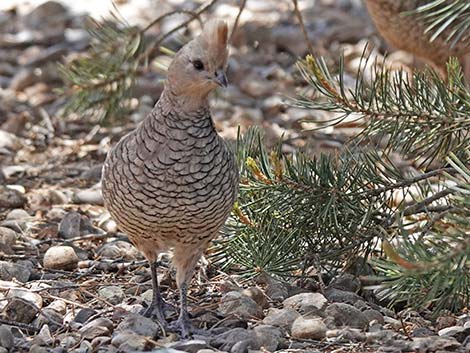 Scaled Quail (Callipepla squamata)