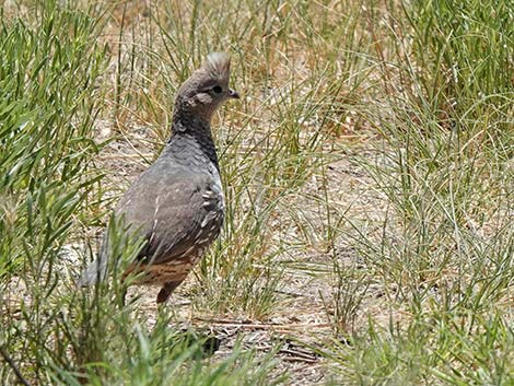 Scaled Quail (Callipepla squamata)